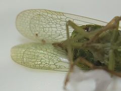 Rhynchomitra