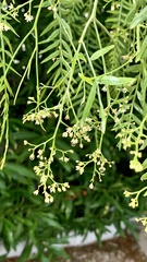 Schinus molle