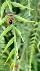 Schinus molle