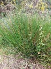 Juncus pallidus