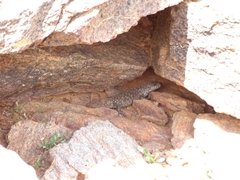 Egernia stokesii zellingi