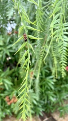 Schinus molle