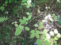 Lonicera praeflorens