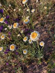 Polycalymma stuartii