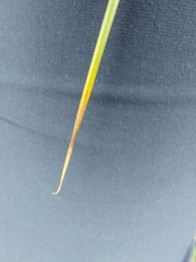 Juncus pallidus