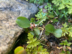 Salix herbacea