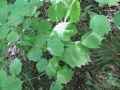Corylus sieboldiana mandshurica