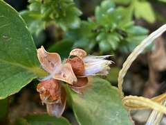 Salix herbacea