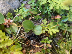 Salix herbacea