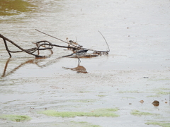 Motacilla maderaspatensis