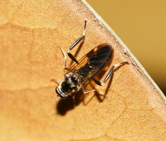 Exaireta spinigera