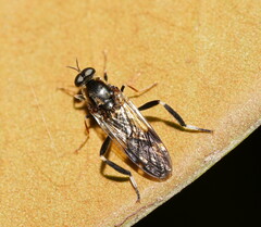 Exaireta spinigera