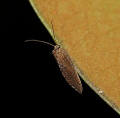 Drepanacra binocula