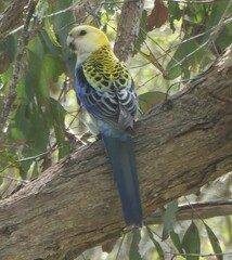 Platycercus adscitus