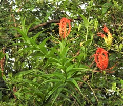Gloriosa superba