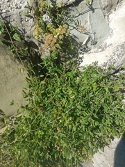 Atriplex prostrata