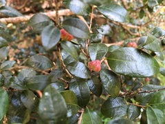 Cleistanthus cunninghamii