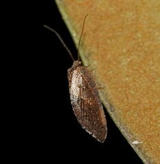 Drepanacra binocula