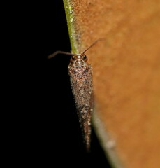 Drepanacra binocula