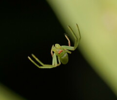 Cetratus rubropunctatus