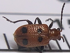 Neolema quadriguttata