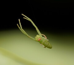 Cetratus rubropunctatus