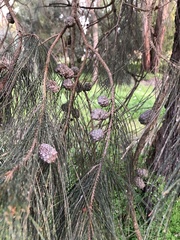 Allocasuarina littoralis