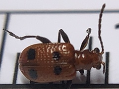 Neolema quadriguttata