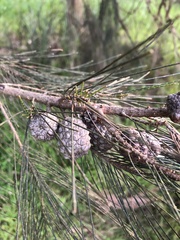 Allocasuarina littoralis