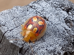 Paropsisterna nobilitata