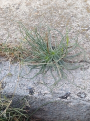 Asphodelus fistulosus