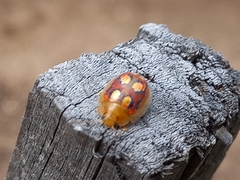 Paropsisterna nobilitata