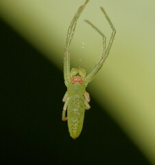 Cetratus rubropunctatus