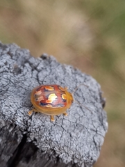 Paropsisterna nobilitata