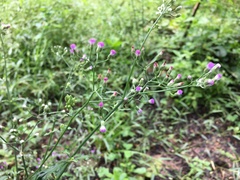 Cyanthillium cinereum