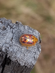 Paropsisterna nobilitata