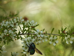 Xylocopa bombylans