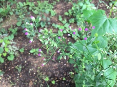 Cyanthillium cinereum
