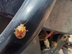 Paropsisterna nobilitata