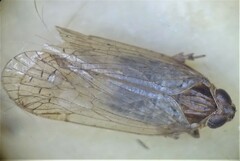 Pentastiridius