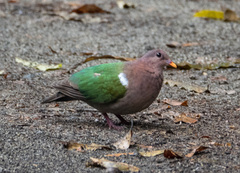 Chalcophaps longirostris