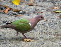 Chalcophaps longirostris