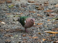 Chalcophaps longirostris