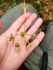 Conioselinum longifolium