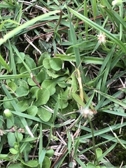 Aiolopus thalassinus tamulus