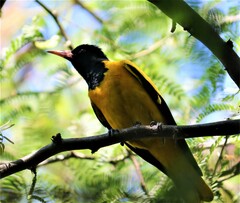 Oriolus xanthornus