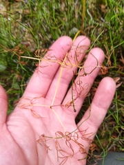 Conioselinum longifolium