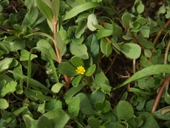 Portulaca oleracea