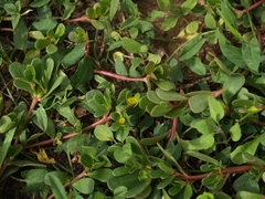 Portulaca oleracea
