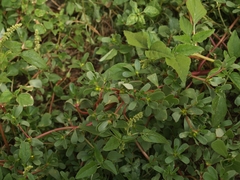 Portulaca oleracea